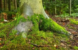 Yüzüklerin Efendisi Efsanesi: Orta Dünya’nın Destansı Hikayesi Yüzüklerin Efendisi Efsanesi: Orta Dünya'nın Destansı Hikayesi